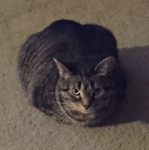 Meet your Posher, R.j.